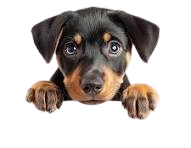 Happy Dog